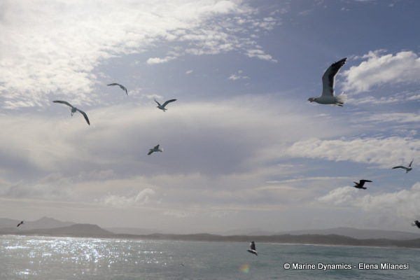 Kelp Gulls, South Africa 
